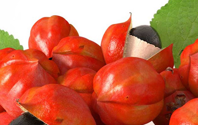 Za več energije je Guarana rešitev.